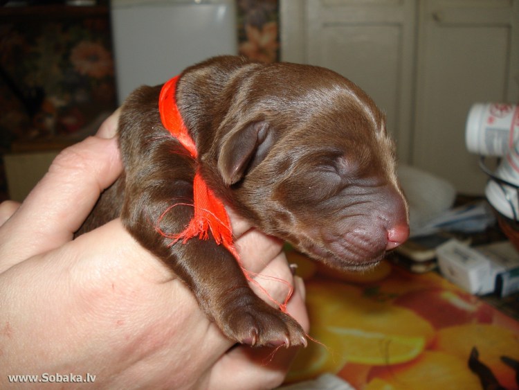 Новорожденные щенки цвергпинчера