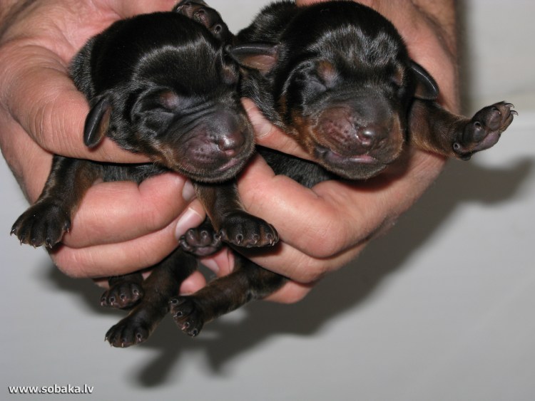 Новорождённые щенки добермана