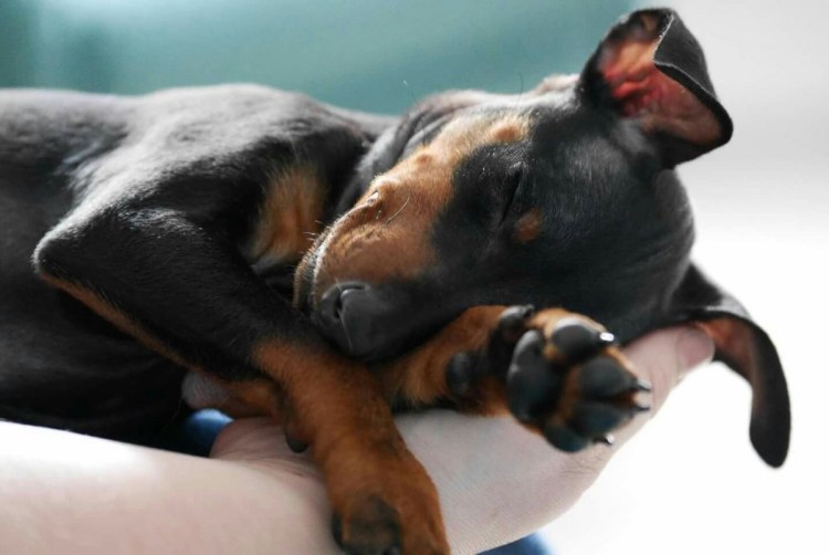 Ротвейлер мама