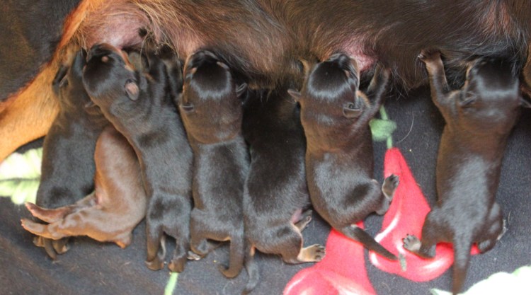 Новорождённые щенки добермана
