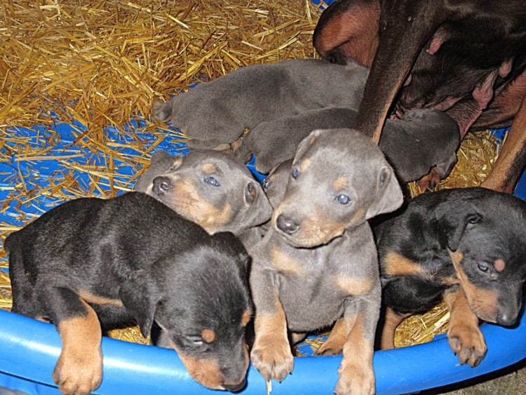 Доберман щенки много