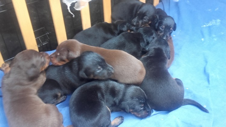Маленькие щенки черные Доберман