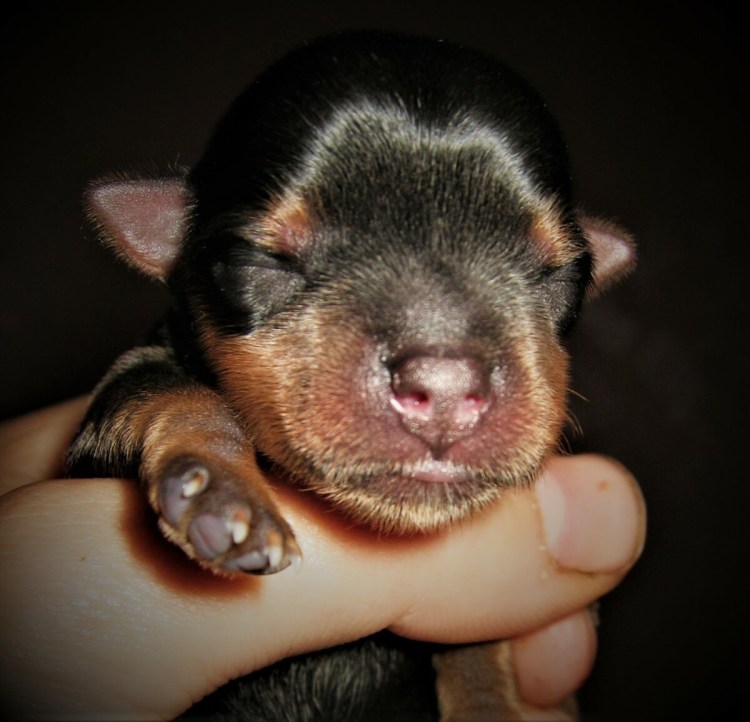 Доберман щенок