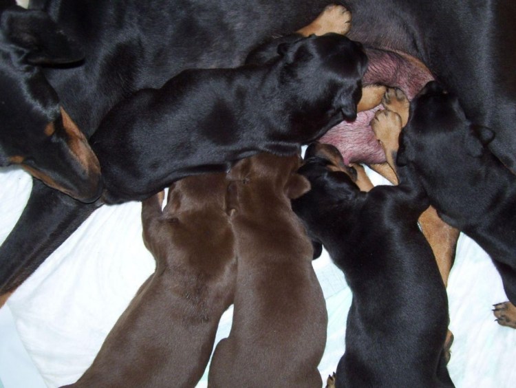 Щенки добермана новорожденных