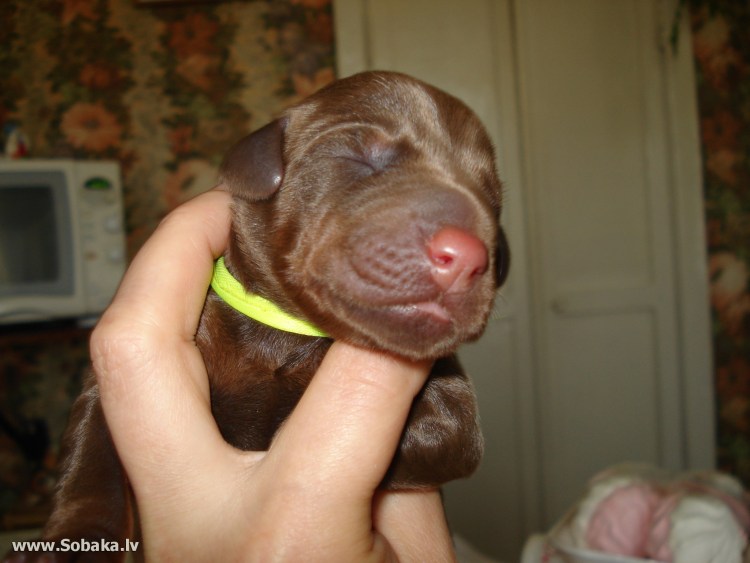 Прикосновение верности той терьер