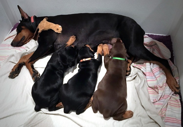 Милые щенки на руках