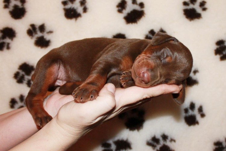 Щенки добермана новорожденных