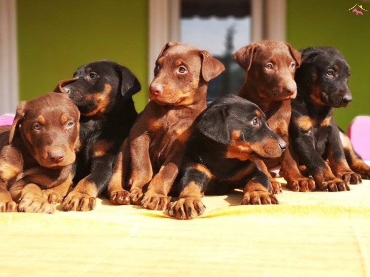 Доберман щенки много