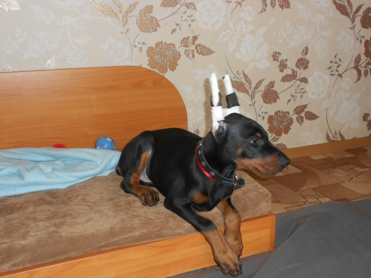 Ротвейлер щенок новорожденный