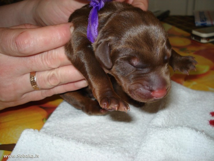 Новорожденные щенки