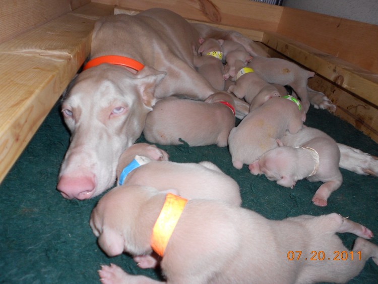 Доберман уши постановка