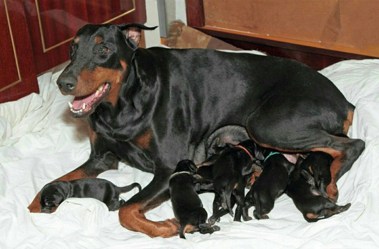 Нина Доберман