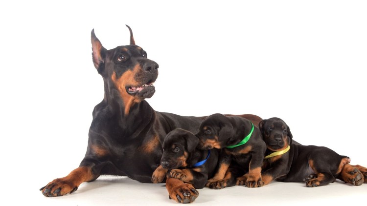 Тойчик щенки Новорожденные