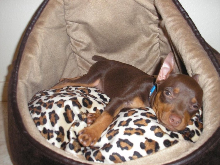 Беременная с доберманом