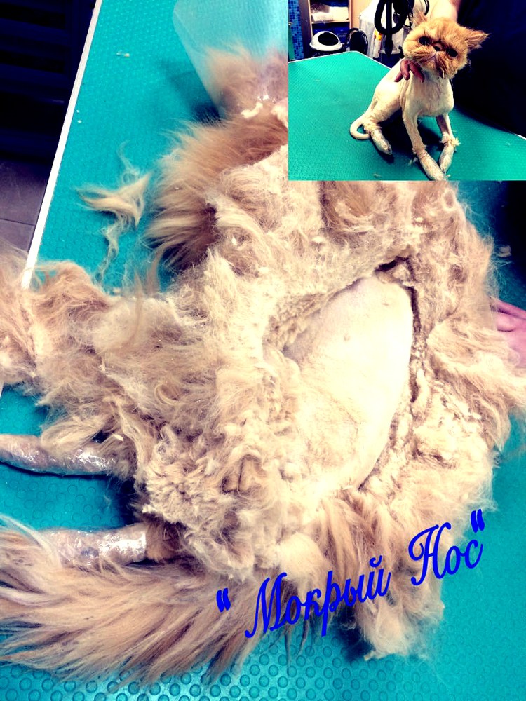 Стрижка котов от колтунов