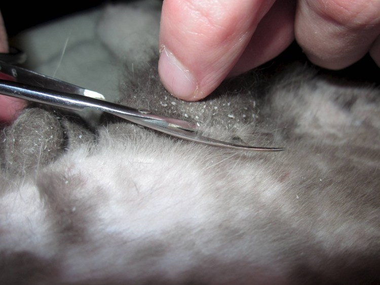 Стрижка колтунов у кошек