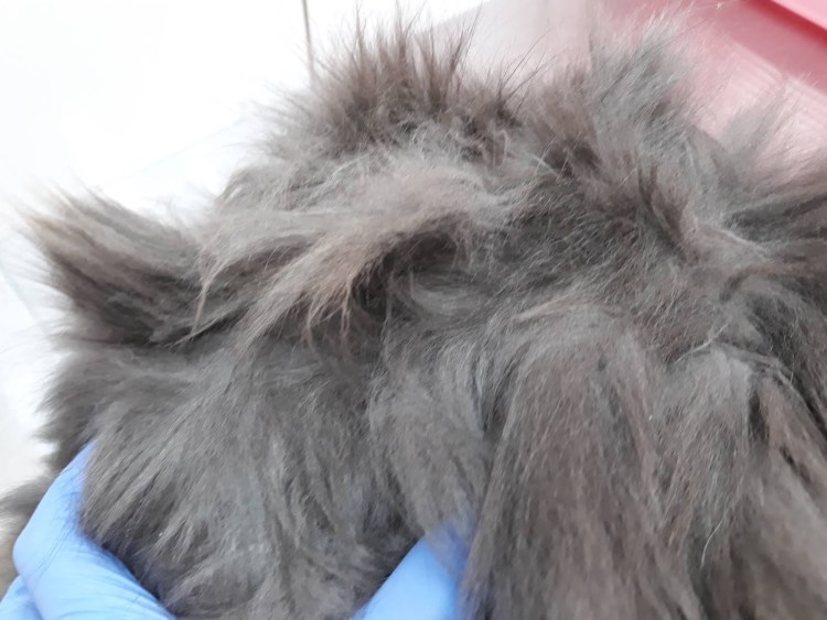 Вычесывание кошек