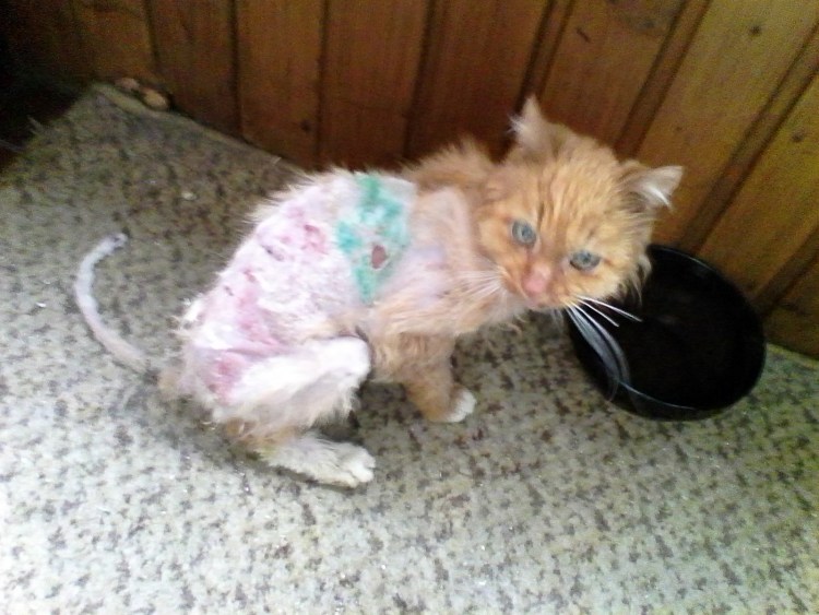 Щетка для Мейн куна