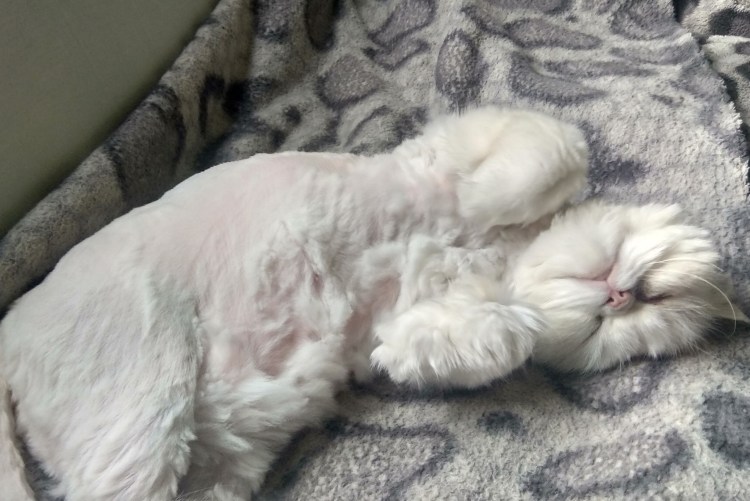 Свалявшаяся шерсть у животных