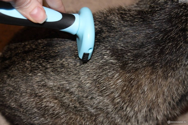 Котики обросшие шерстью