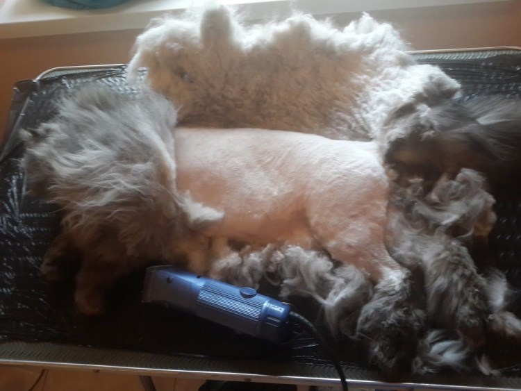 Выстригание колтунов у кошки