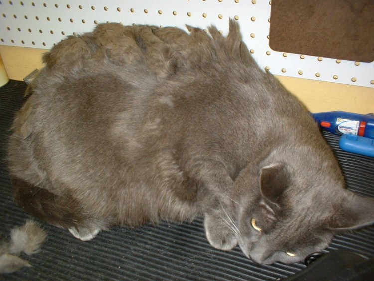 Свалявшаяся шерсть у кошки