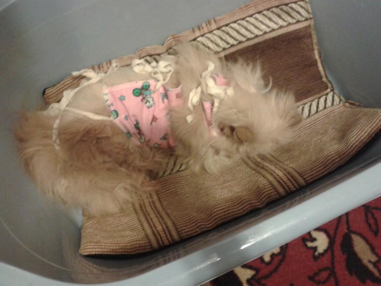 Обстричь колтуны у шпица