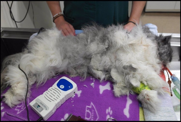 Вычесывание колтунов у кошек