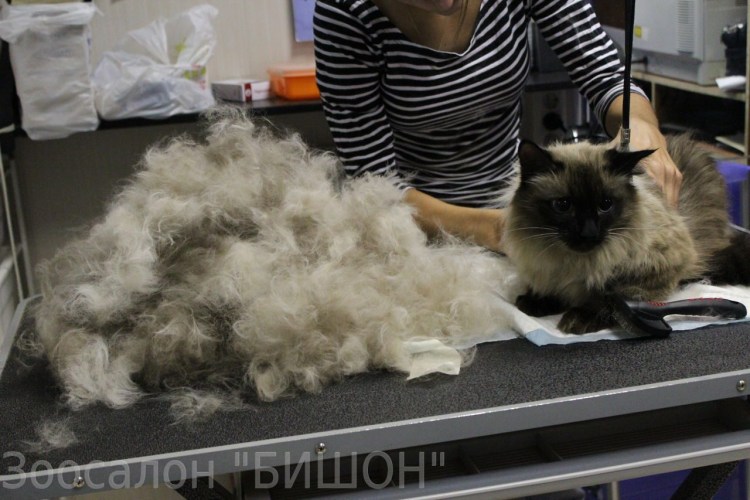 Груминг кошек