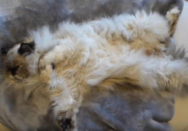 Душа котенка