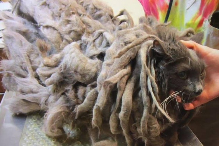 Свалявшаяся шерсть у кошки