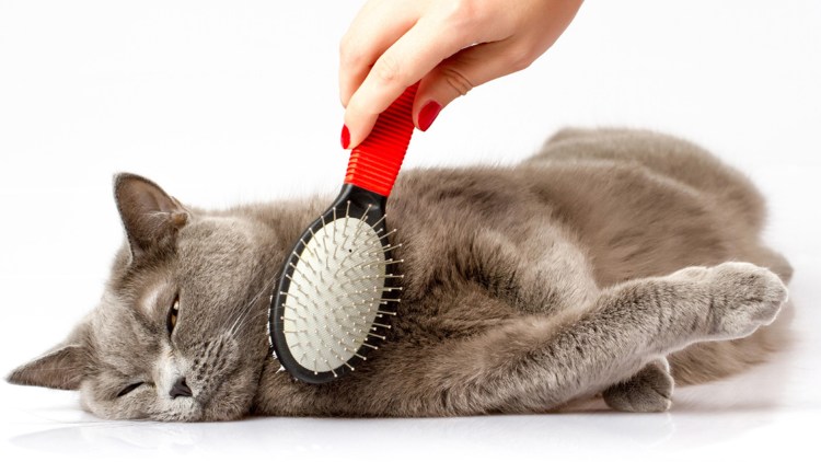 Экспресс линька кота