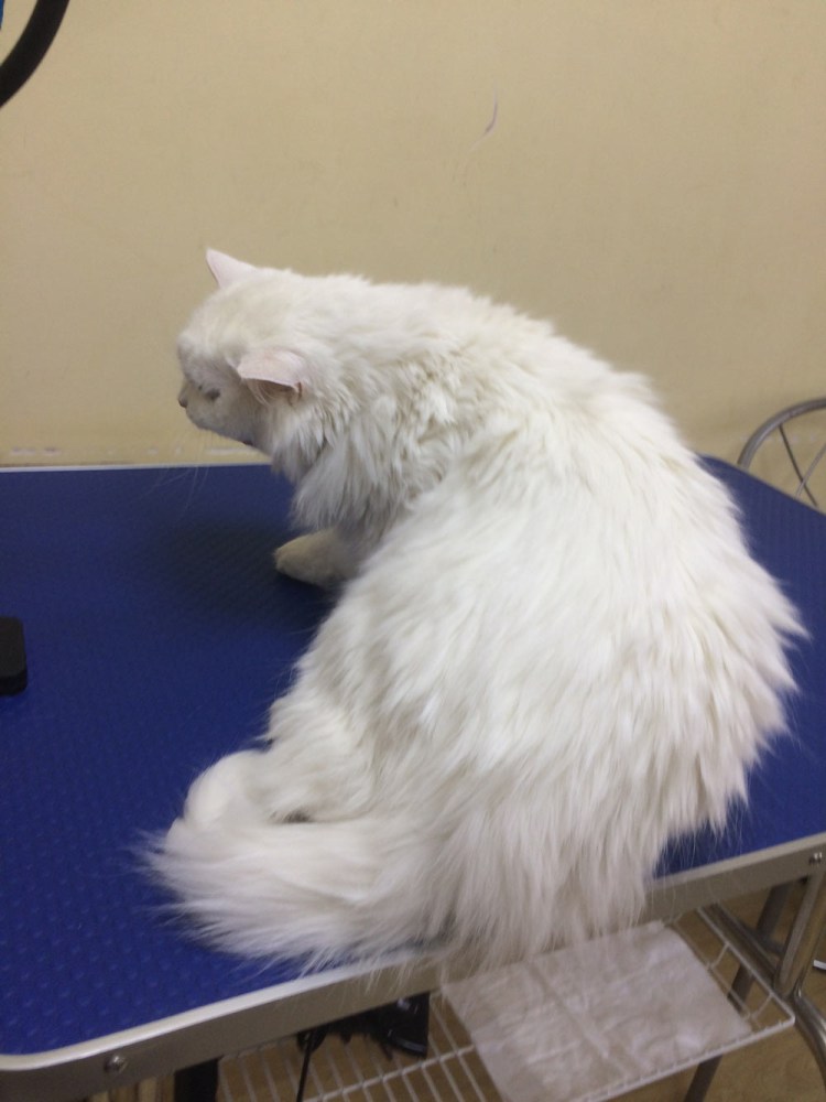 Свалявшаяся шерсть у животных