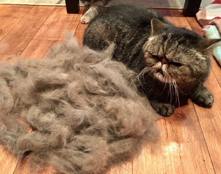 Для стрижки колтунов у собак