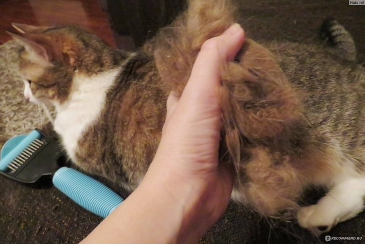 Свалявшийся Колтун шерсти