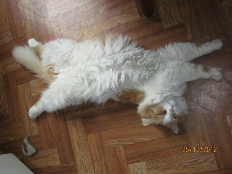 Кошка в колтунах прикол