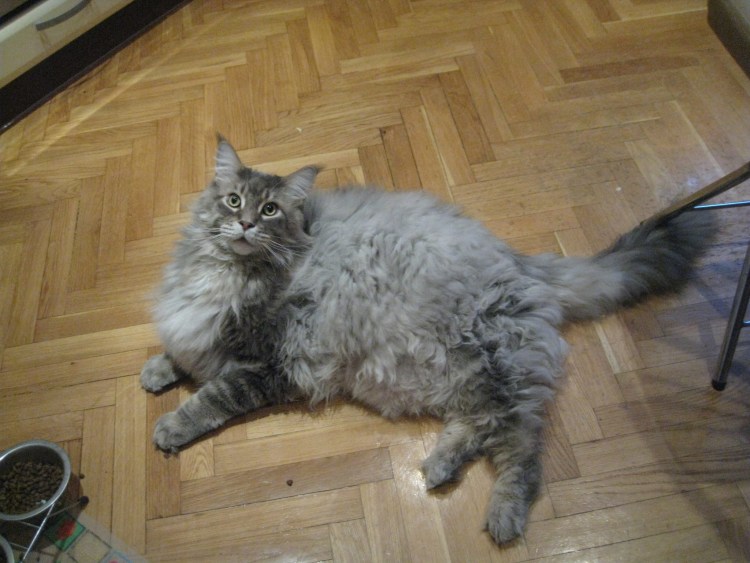 Кот с взъерошенной шерстью