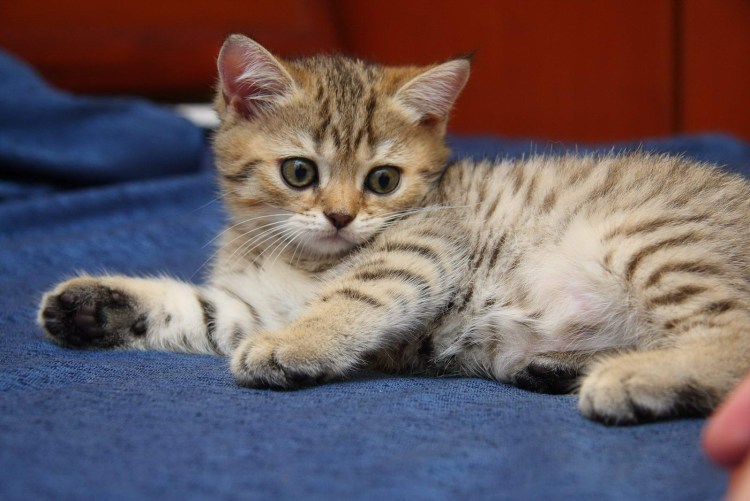 Котята британцы полосатые