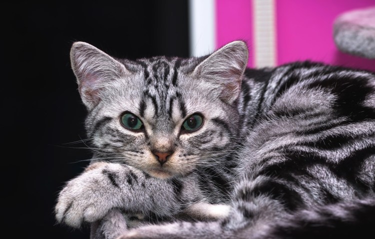 Британский короткошерстный кот полосатый