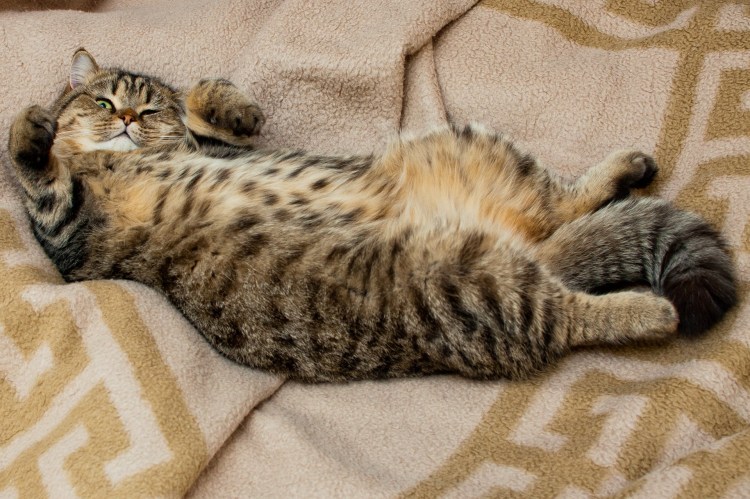 Британец кошка полосатая