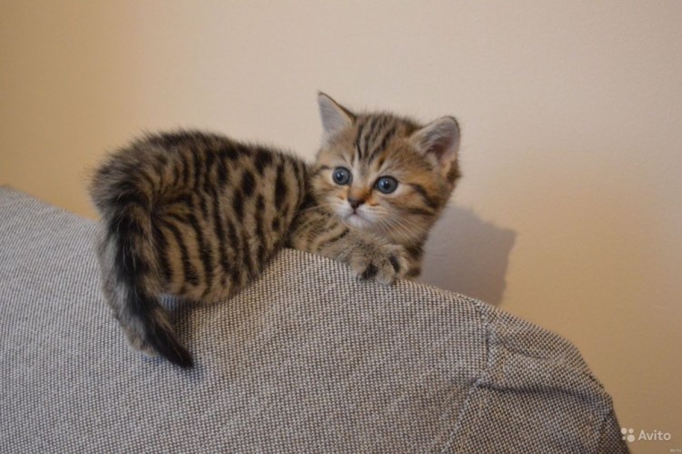 Браун-табби пятнистый