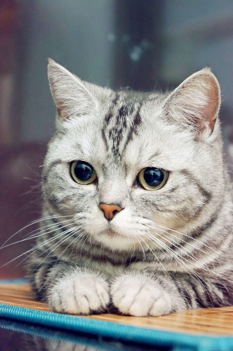 Британский короткошерстный кот полосатый