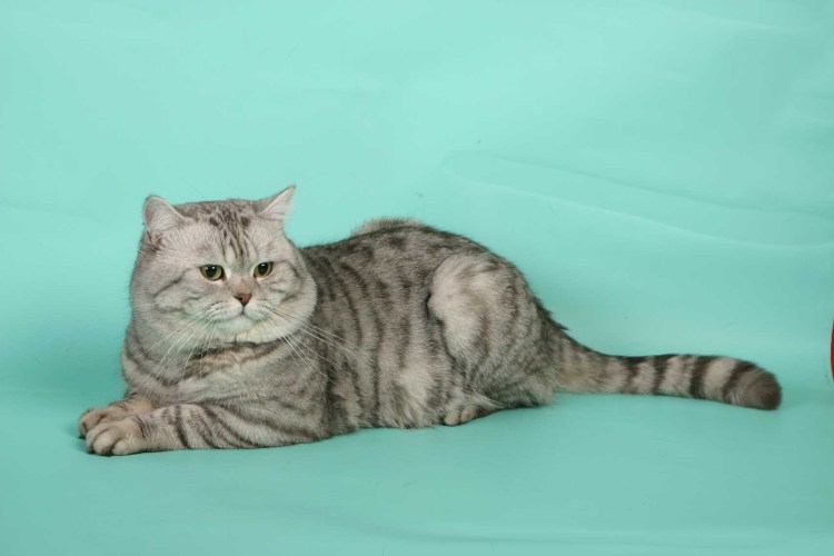 Кот британец серый полосатый