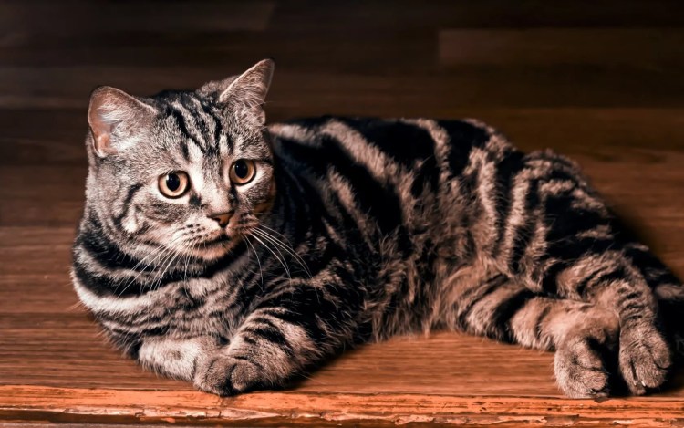Британский короткошерстный кот полосатый
