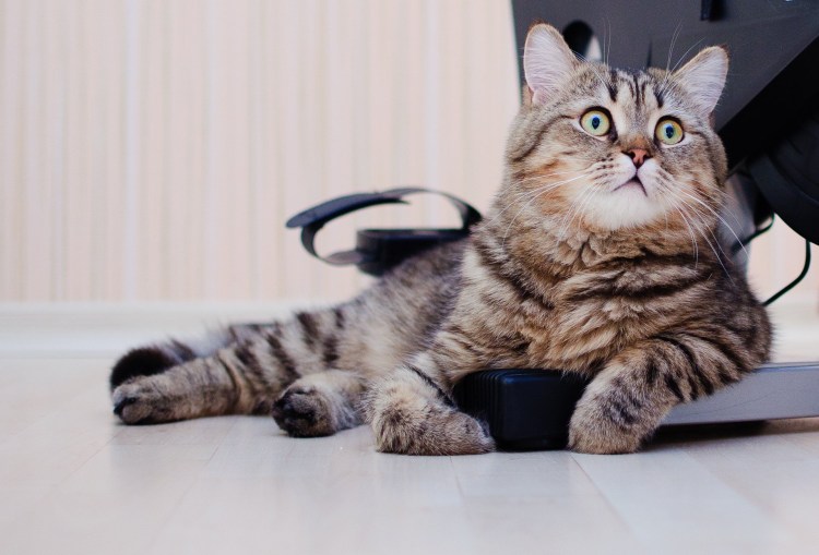 Британский кот полосатый шиншилла