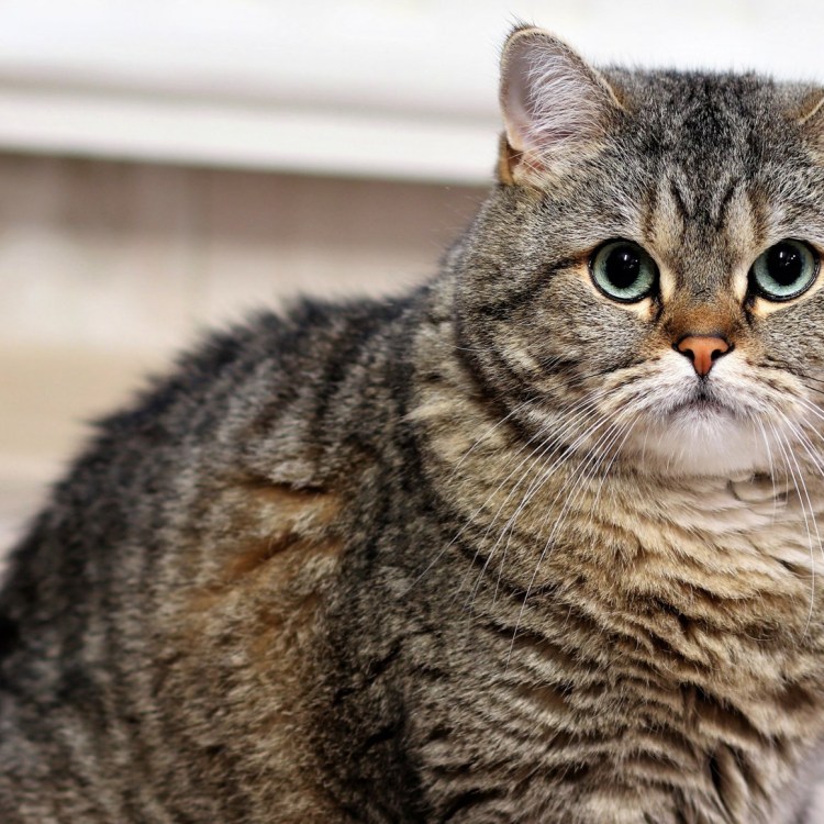 Британец табби полосатый