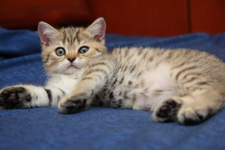 Британец табби полосатый котенок