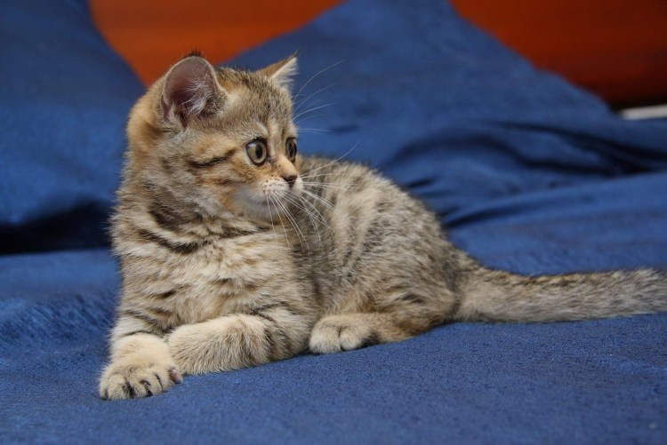 Браун-табби пятнистый