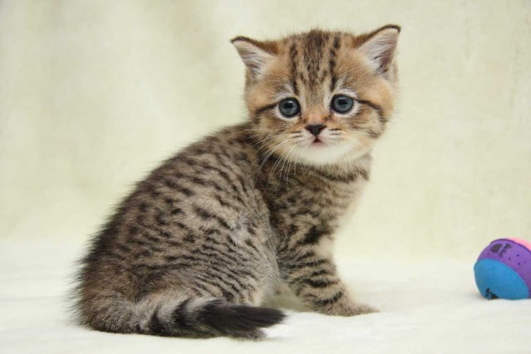 Котята британцы полосатые