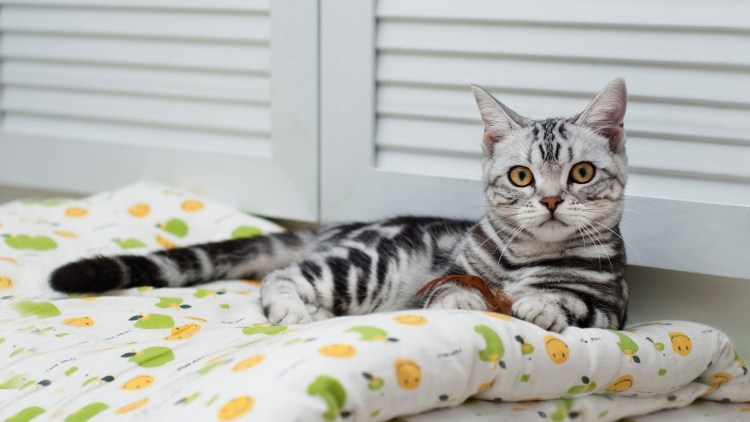 Британский кот полосатый